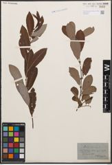 Foto von Salix cinerea L.